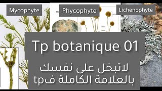 Compte rendu de botanique L2 snv Tp 01 les mycophytes phycophytes et lichenophytes [upl. by Allina415]