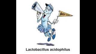 Lactobacillus acidophilus [upl. by Rehpotirhc]