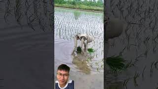 Planting and harvesting rice after 100 years [upl. by Yrekaz]