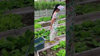 Cleaning and beautiful garden gradening backyardgarden garden beautifulgarden [upl. by Eki]