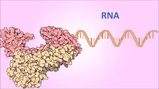 PCR con transcriptasa inversa RTPCR Conceptos Básicos [upl. by Hersch502]