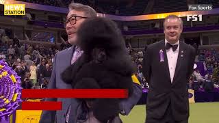 The moment Sage the miniature poodle wins Westminster dog show [upl. by Eceinahs]