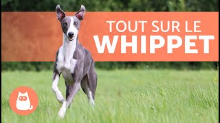 Le WHIPPET 🐶  Caractéristiques soins et santé 🐾 [upl. by Aprilette635]