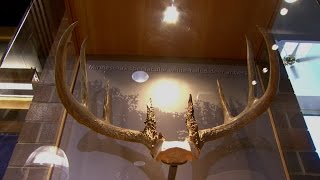 Record Antlers Unveiled [upl. by Jennine]