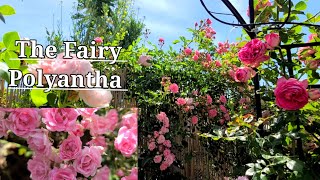 THE FAIRY POLYANTHA CLIMBING ROSE  LOVEMARIE GARDEN DIARIES 2022 [upl. by Brieta]