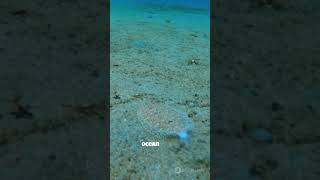 🐡🌊Flatfish Masters of Camouflage SeaCreatures MarineLife ShortVideo Viral Trending [upl. by Ayota]