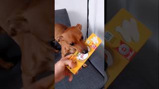 Mi ha rubato la Maionese ridere viseodivertente funnyvideo funnypets [upl. by Adiana161]