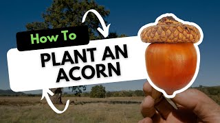 How to Plant an Acorn [upl. by Gagne331]