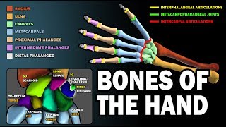 BONES OF THE HAND LEARN IN 25 MINUTES [upl. by Arrat751]