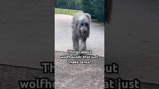 Things about wolfhounds that JUST MAKE SENSE 😅 irishwolfhound [upl. by Weywadt]