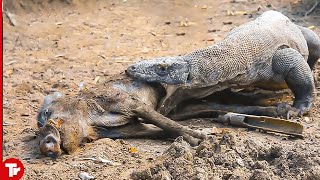 10 times the Komodo Dragon Swallowed Alive Animals [upl. by Tegan60]