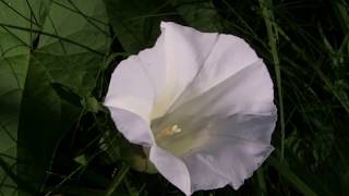 Flowers of the Bindweed Convolvulus arvensis [upl. by Negyam]