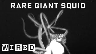 Scientist Explains How She Captured Rare Giant Squid Footage  WIRED [upl. by Etnomal729]