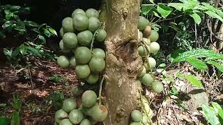 BUAH LEMPOHUNG Baccaurea lanceolate BUAH DENGAN RASA MENGGELEGAR [upl. by Baillieu]