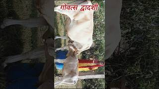 Govats dwadashi 🐄 gaumata gaumatastatus hindufestival shortsfeed [upl. by Ailec616]