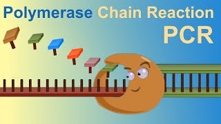 HOW TO DO POLYMERASE CHAIN REACTION PCR [upl. by Lesli472]