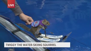 Interview with Twiggy the waterskiing squirrel [upl. by Nurse]