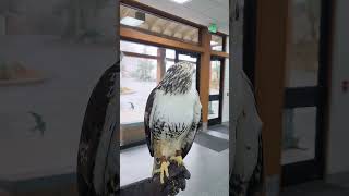 Great Horned Owls are know to take over old Redtailed Hawk nests [upl. by Ottillia]