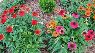 Plant Spotlight Coneflower Beautiful and very reliable perennial in my GA zone 8a garden [upl. by Fillbert231]