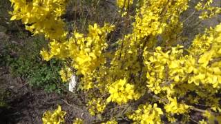 Forsythia intermedia Weekend [upl. by Monaco]