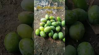 buah mang si mana lagih [upl. by Acimot]