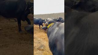 Breeder Buffalo in Action shorts shortvideo buffalo [upl. by Une435]