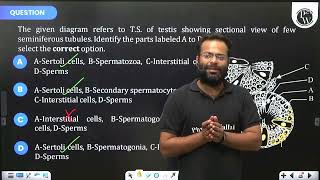 The given diagram refers to TS of testis showing sectional view of few seminiferous tubules I [upl. by Tekla921]