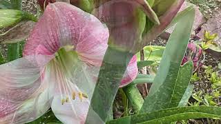 What’s Blooming In GardenMy Amaryllis Are Blooming [upl. by Jain]