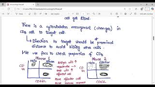 Apoptosis induction by CD8 cells [upl. by Terriss]