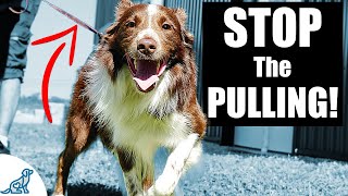 5 Quick Tips To Stop Your Dog From Pulling On The Leash [upl. by Shoshana]