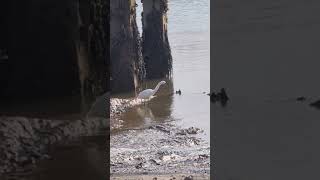 Little Egret egrets Suffolk harbour ukbirds shortsvideo [upl. by Lorene]