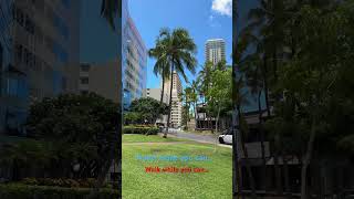 More to see in Waikiki [upl. by Sanson]