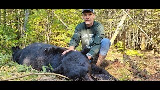 Maine Bruins  How to Trap Black Bears [upl. by Siravat]