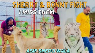 Sherry or bonny ki fight ho gae  Tony is angry on badshah  Asif shero wala  Animal lover [upl. by Eiramadnil144]