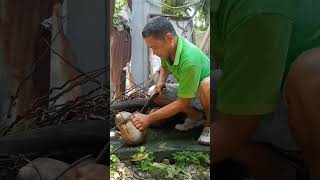 shortvideo Coconut husking [upl. by Aenel]