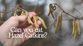 Foraging for Hazel Catkins  UK Wild Edibles [upl. by Bamby]