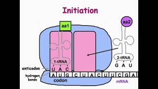 Initiation Step of DNA Translation [upl. by Valentia]