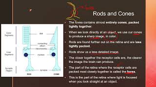 Coordination and Response Part II  igcse prasannalc biology [upl. by Donnenfeld]