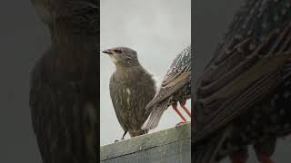 Starlings in the garden birds nature wildlife starlings uk youtubeshorts [upl. by Latimer241]