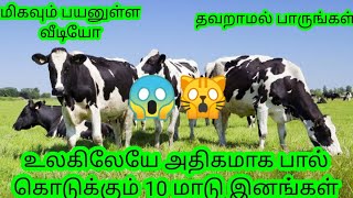 Top 10 Highest Milk Producing Cattle Breeds in All Over the World  24th Tech  Tamil  தமிழில் 🙀😱 [upl. by Hudson]