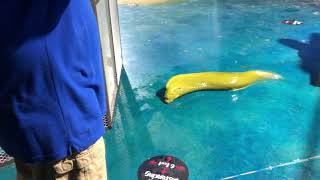 Moray Eel Escapes From Aquarium [upl. by Knoll685]