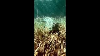 Terrifyingly Close Encounter With a Saltwater Crocodile [upl. by Pavel]