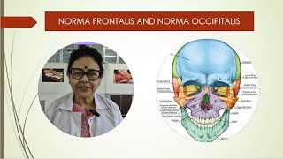 Norma frontalis and occipitalis [upl. by Drugi385]