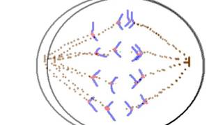 Anaphase lag  easy explanation [upl. by Garretson]