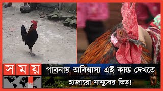 Exclusive মোরগের কণ্ঠে আল্লাহ্ আল্লাহ্ ডাক   Talking Rooster  Pabna Rooster  Somoy TV [upl. by Chaudoin506]