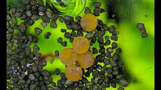 Ancistrus bristlenose pleco eggs hatching [upl. by Grider]