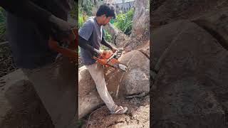 Husqvarna Chainsaw VS Big Wood chainsaw husqvarna shorts 1397 [upl. by Braca]