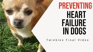 Preventing Heat Failure in Dogs Twinkies Last Video [upl. by Bendick79]