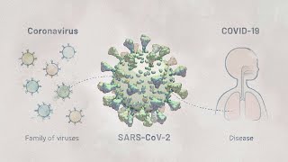 Biology of SARSCoV2 Infection  HHMI BioInteractive Video [upl. by Thilda]