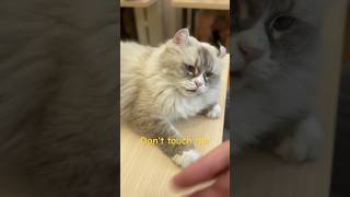 傲嬌的貓咪Unfriendly Cat cats cutecat untouchable funnycats [upl. by Eineg]